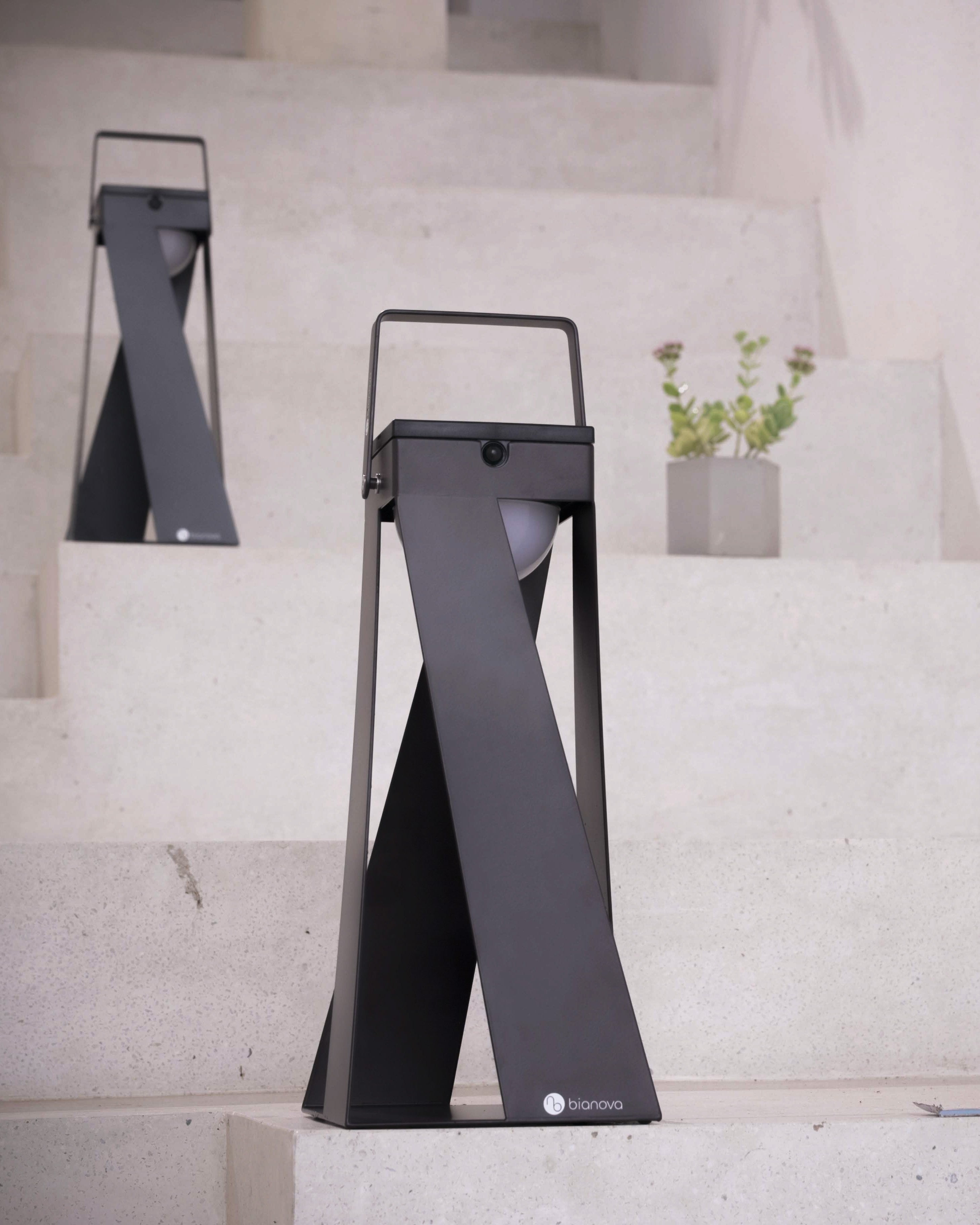 OXALIS LANTERN LIGHT